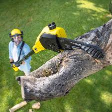 Best Tree Trimming and Pruning  in Lake Alfred, FL