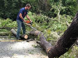 Best Lawn Grading and Leveling  in Lake Alfred, FL