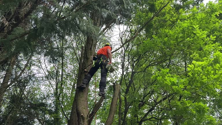 Trusted Lake Alfred, FL Tree Removal Experts