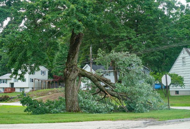 Best Arborist Consultation Services  in Lake Alfred, FL